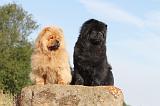 CHOW CHOW 001